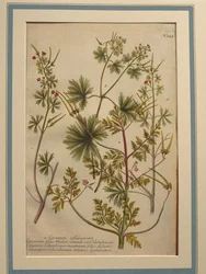 Geranio di Robert (Geranium robertianum), incisione colorata
