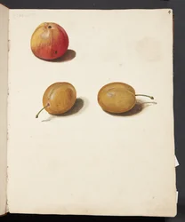 Studio di mela e prugne