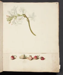Studio di fiore e fragola