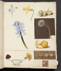 Studio di fiori, frutti e pomodori verdi