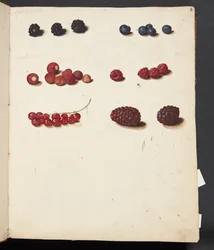 Studio di vari frutti di bosco