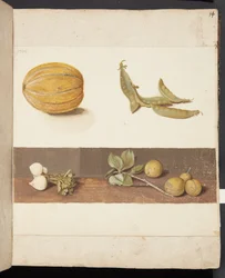 Studio di frutta e verdura