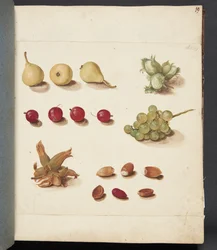 Studio di frutti, bacche e noci