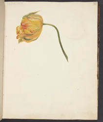 Studio di un tulipano giallo