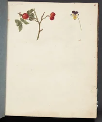Studio di Rosa Canina e Viola del Pensiero