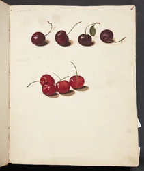 Studio di ciliegie