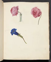 Studio di rosa rosa e fiore blu