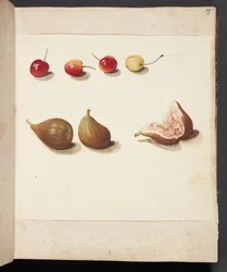 Studio di ciliegie e fichi