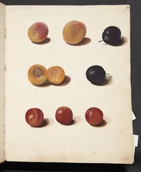 Studi di prugne