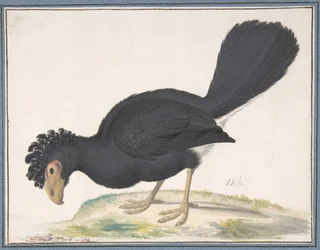 Un hocco nero, s.d.