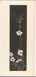 Fioritura del tè