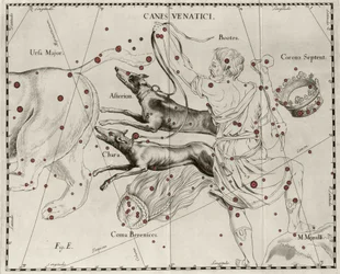 La costellazione Canes Venatici, Cani da caccia. Tavola tratta da Firmamentum Sobiescanum sive Uranographia di Johannes Hevelius