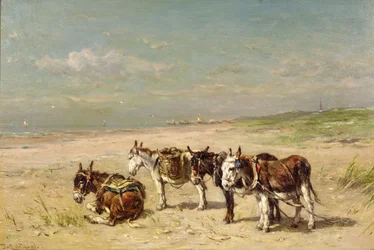 Asini sulla spiaggia