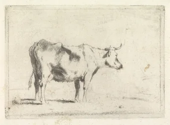Mucca, verso destra