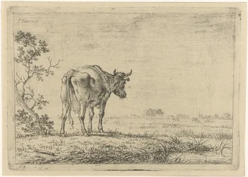Mucca nel pascolo