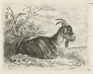 Capra sdraiata