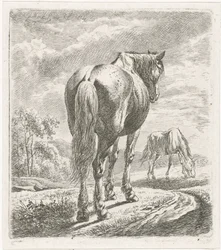 Cavallo visto da dietro