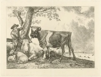 Toro e contadino