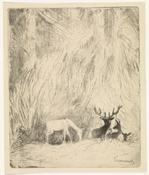 Cervi in una foresta boema