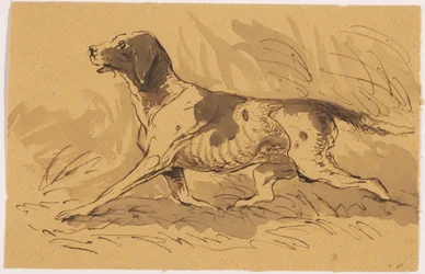 Cane da caccia