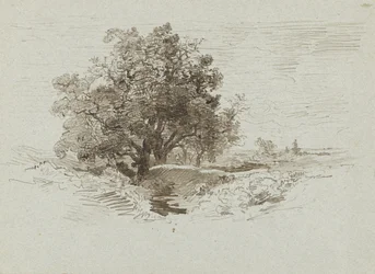 Gruppo di querce a Wolfheze