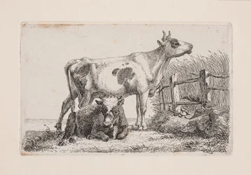 Una mucca riposante e una in piedi