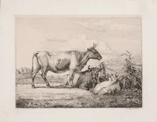 Mucche nel campo