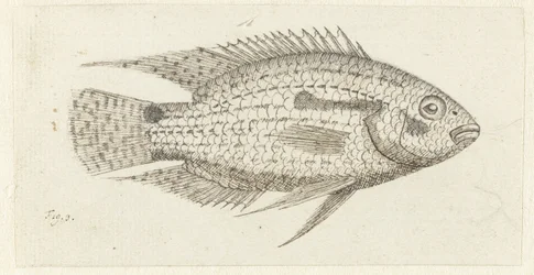 Pesce tropicale Chromis epse
