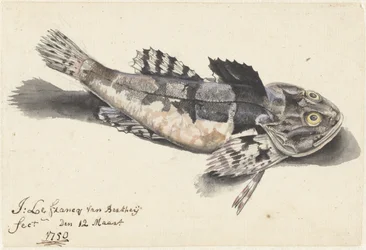 Pesce scorpione