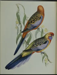 Parrocchetto di Adelaide