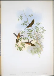 Eremita di Adolph (Phaethornis Adolphi)