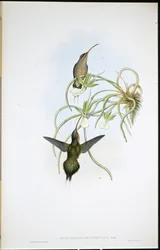 Eremita alleato (Phaethornis Fraterculus)