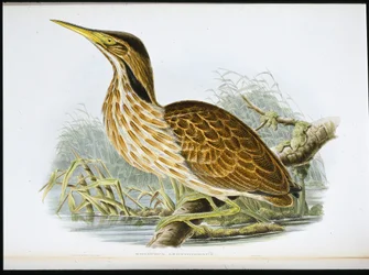 Tarabuso americano (Botaurus Lentiginosus)