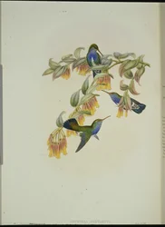 Colibrì smeraldo di Bartlett (Agyrtria Bartletti)