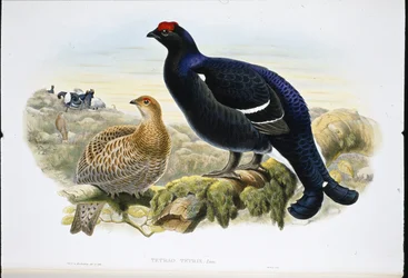 Gallo forcello (Tetrao tetrix)