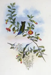 Corona azzurra dal collo blu (Cyanomyia cyanocollis)