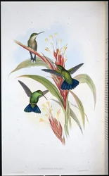 Colibrì mango dalla coda blu (Lampornis Viridis)