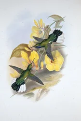 Ala a sciabola dalla gola blu (Campylopterus ensipennis)