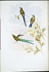 Silfo boliviano