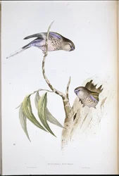 Parrocchetto dell