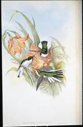 Fata brasiliana (Heliothrix Auriculatus)