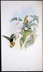 Petto vellutato dalla coda buffa (Lafresnaya Flavicaudata)
