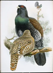 Gallo cedrone (Tetrao Urogallus)