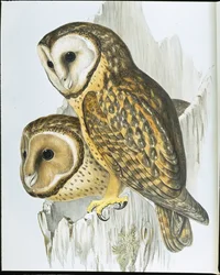 Gufo dal volto castano (Strix Castanops)