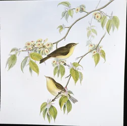 Luì piccolo (Phyllopneuste Rufa)