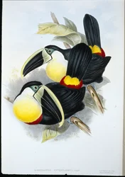 Tucano dal petto citronato (Ramphastos Citreolaemus)