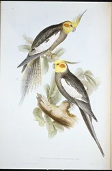 Calopsitta (Nymphicus novaehollandiae)