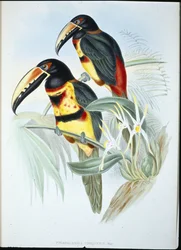Aracari collare (Pteroglossus Torquatus)
