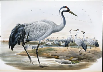 Gru cenerina (Grus Cinerea)