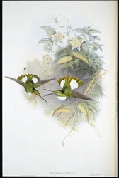 Inca di Conrad (Bourcieria Conradi)